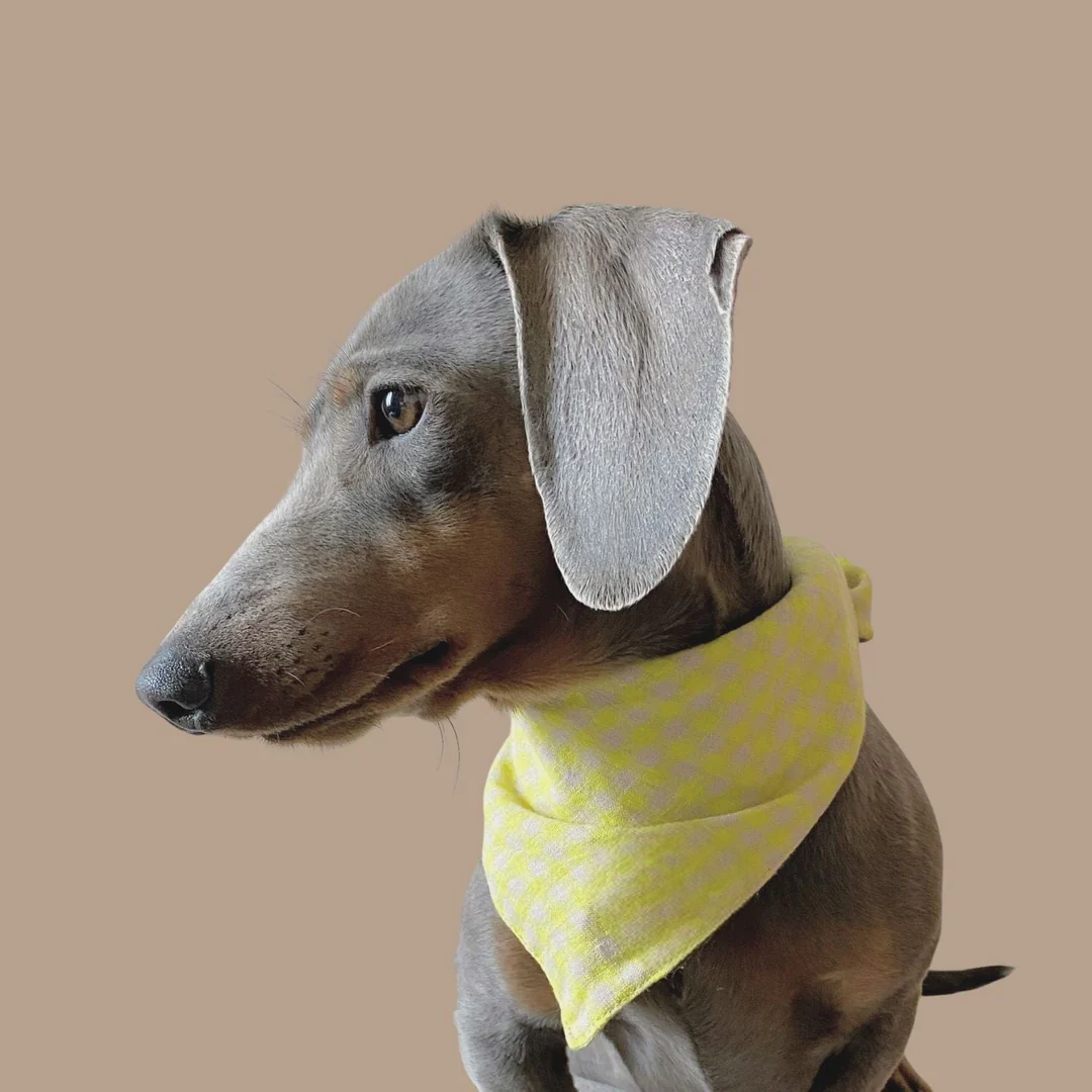 Lemon pie bib