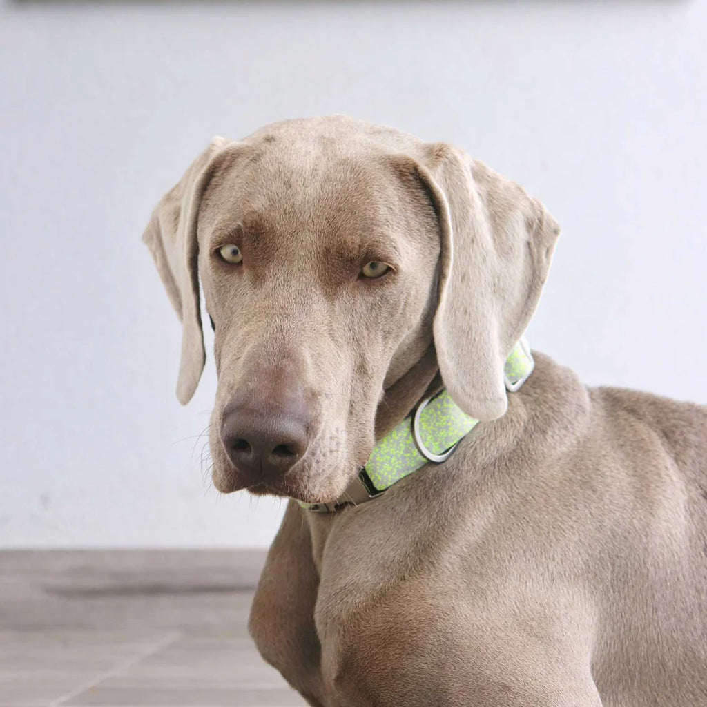 Star shaped webbing collar and leash set