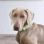 Star shaped webbing collar and leash set