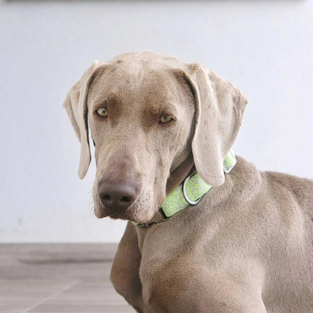 Star shaped webbing collar and leash set